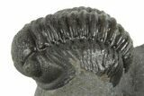 Curled Proetid (Gerastos) Trilobite Fossil - Morocco #377281-1